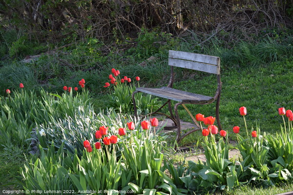 Tulip Garden Picture Board by Philip Lehman