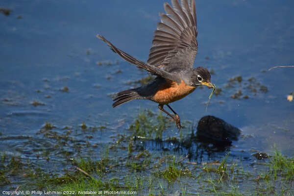Robin (Water Landing) Picture Board by Philip Lehman