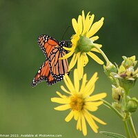 Buy canvas prints of Butterfly on yellow flower by Philip Lehman