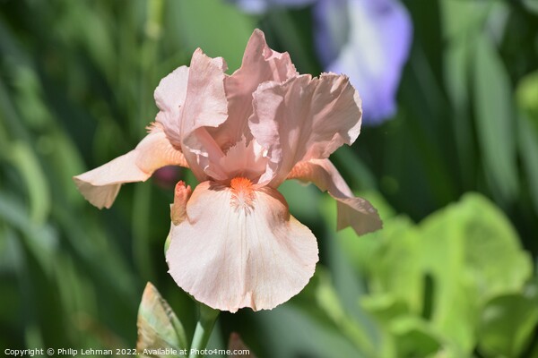 Iris in full bloom Picture Board by Philip Lehman