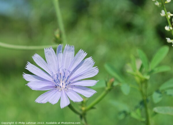 Periwinkle Clolored Flower (Chicory Root) Picture Board by Philip Lehman