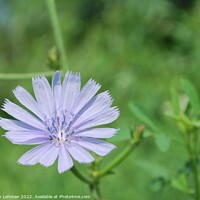 Buy canvas prints of Periwinkle Clolored Flower (Chicory Root) by Philip Lehman