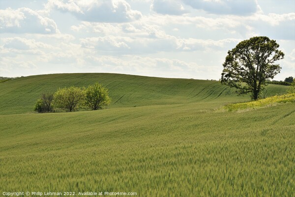 Rolling Hills Picture Board by Philip Lehman