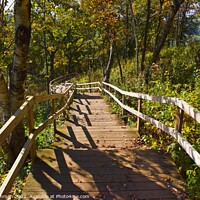 Buy canvas prints of Stairs Indian Lake 3A by Philip Lehman