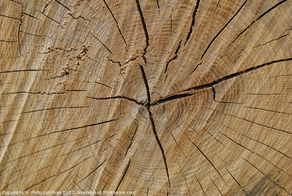 Cut Oak 2 Picture Board by Philip Lehman