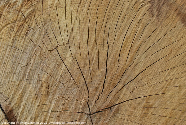 Cut Oak 3 Picture Board by Philip Lehman