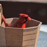 Buy canvas prints of Cardinal in a bucket of birdseed by Philip Lehman