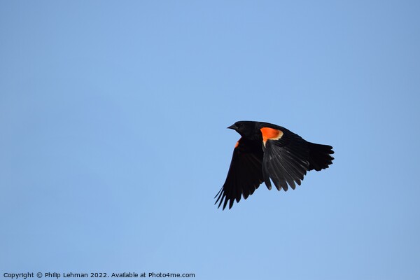 Red-wing blackbird in flight 1A Picture Board by Philip Lehman