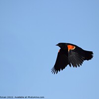 Buy canvas prints of Red-wing blackbird in flight 1A by Philip Lehman