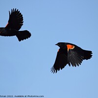 Buy canvas prints of Red-Wing Blackbird in flight 1B by Philip Lehman
