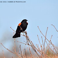 Buy canvas prints of Red-Wing Blackbird Perched 3E by Philip Lehman