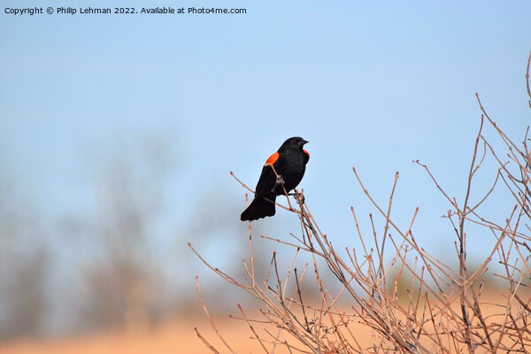 Red-Wing Blackbird Perched 3A Picture Board by Philip Lehman