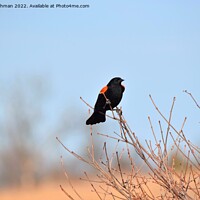 Buy canvas prints of Red-Wing Blackbird Perched 3A by Philip Lehman