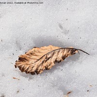 Buy canvas prints of The Lone Leaf (2) by Philip Lehman