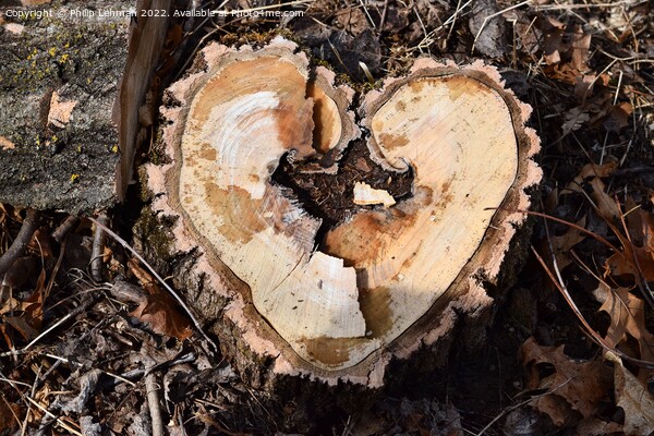 Heart Stump 1A Picture Board by Philip Lehman