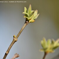 Buy canvas prints of Lilac Buds 1A by Philip Lehman