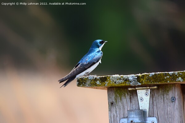 Tree Swallow 5A Picture Board by Philip Lehman