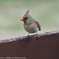 Buy canvas prints of Female Cardinal 4A by Philip Lehman