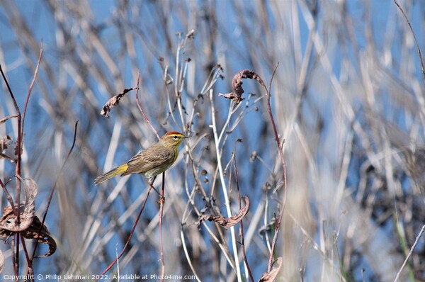 Palm Warbler (1C) Picture Board by Philip Lehman