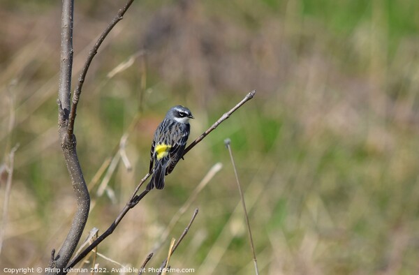 Yellow-Rumped Warbler (2A) Picture Board by Philip Lehman