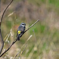 Buy canvas prints of Yellow-Rumped Warbler (2A) by Philip Lehman