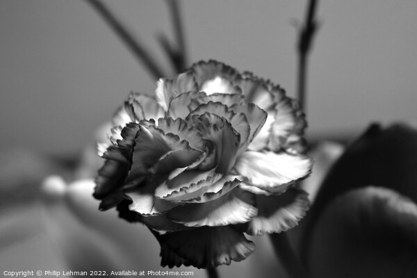 Carnation 1B (Black & White) Picture Board by Philip Lehman