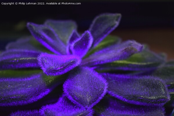 Succulent Blacklight (8A) Picture Board by Philip Lehman