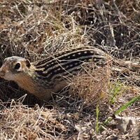 Buy canvas prints of Striped Gopher 1 by Philip Lehman