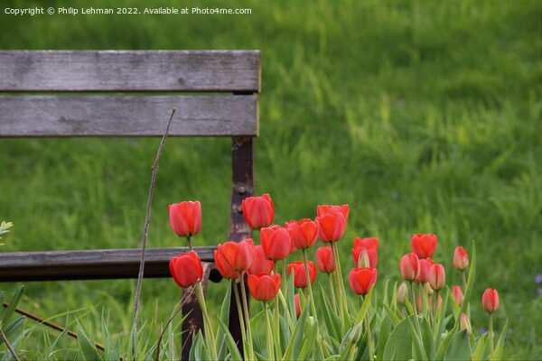 Tulip Garden (18A) Picture Board by Philip Lehman