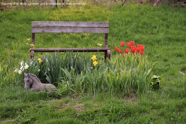Tulip Garden (15A) Picture Board by Philip Lehman