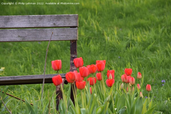 Tulip Garden (19A) Picture Board by Philip Lehman
