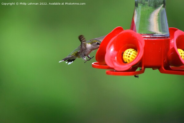 Hummingbird Landing 1 Picture Board by Philip Lehman