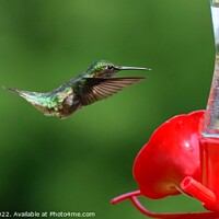Buy canvas prints of Ruby Throated Hummingbird (7A) by Philip Lehman