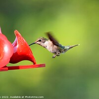 Buy canvas prints of Ruby Throated Hummingbird (12A) by Philip Lehman
