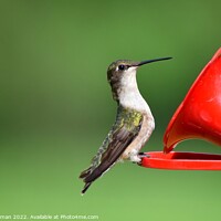 Buy canvas prints of Ruby Throated Hummingbird (11A) by Philip Lehman