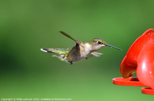 Ruby Throated Hummingbird (9A) Picture Board by Philip Lehman