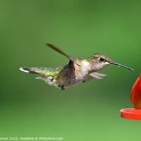 Buy canvas prints of Ruby Throated Hummingbird (9A) by Philip Lehman