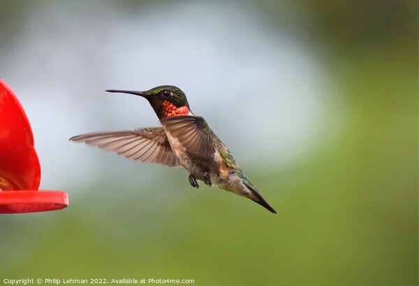 Ruby Throated Hummingbird (20B) Picture Board by Philip Lehman