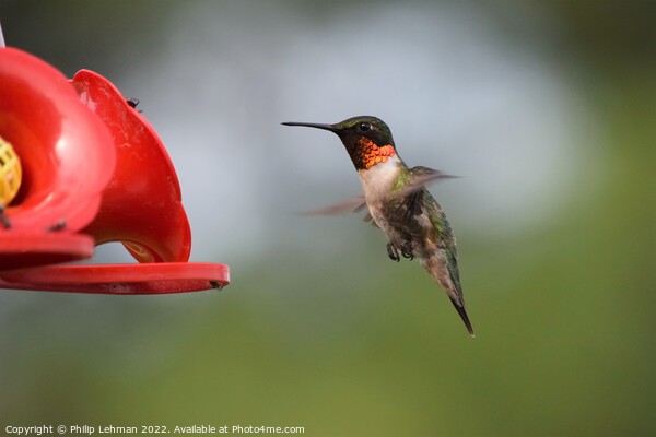 Ruby Throated Hummingbird (19A) Picture Board by Philip Lehman