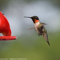 Buy canvas prints of Ruby Throated Hummingbird (19A) by Philip Lehman