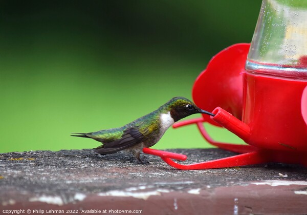 Ruby Throated Hummingbird (22A) Picture Board by Philip Lehman