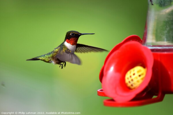 Ruby Throated Hummingbird (21A) Picture Board by Philip Lehman