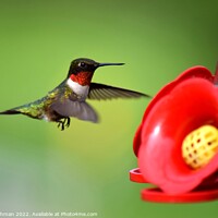 Buy canvas prints of Ruby Throated Hummingbird (21A) by Philip Lehman