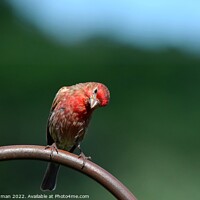 Buy canvas prints of Common Finch (4A) by Philip Lehman