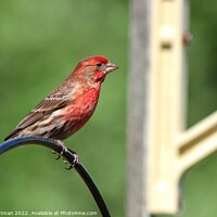 Buy canvas prints of Common Finch (3A) by Philip Lehman