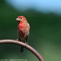 Buy canvas prints of Common Finch (8A) by Philip Lehman
