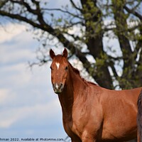 Buy canvas prints of Brown Quarter Horse (1A) by Philip Lehman