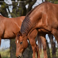 Buy canvas prints of Brown Quarter Horses (2A) by Philip Lehman