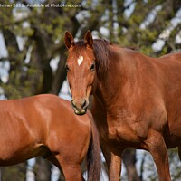 Buy canvas prints of Brown Quarter Horses (1A) by Philip Lehman