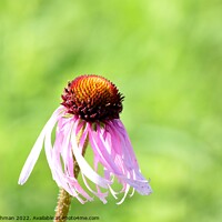 Buy canvas prints of Cone Flowers June 27th 2022 (3A) by Philip Lehman